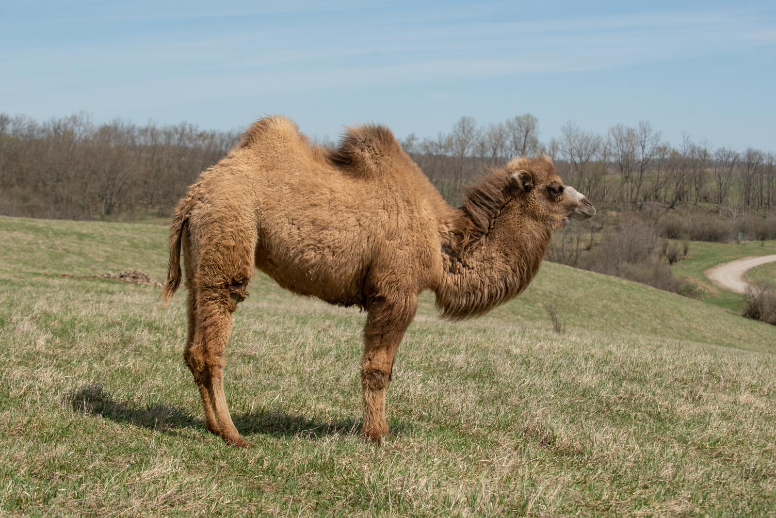 Bactrian Camel | The Wilds